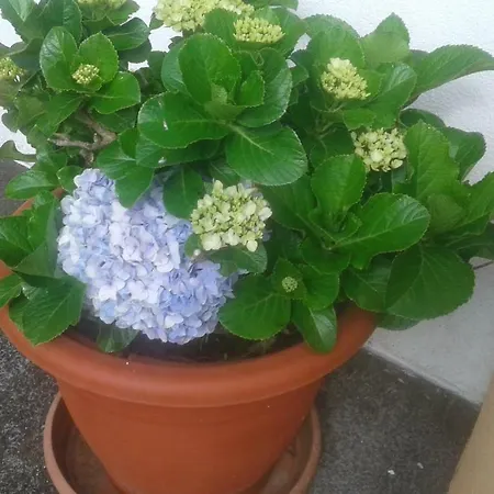 Vivenda Cinco Reis Feriehus